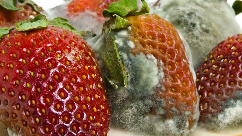 
doc-to-nam-moc-moi-nguy-hiem-tiem-an-trong-trai-cay-canh-bao-tu-bac-si-kubet-casino