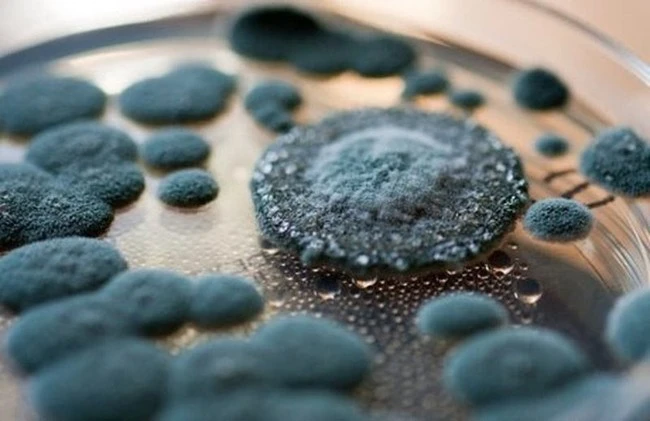 
doc-to-nam-moc-moi-nguy-hiem-tiem-an-trong-trai-cay-canh-bao-tu-bac-si-kubet-casino